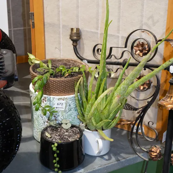 3x succulents in small planters