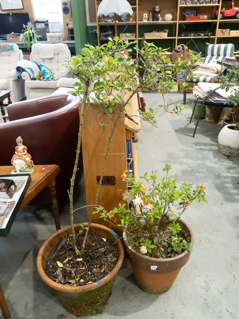 2x plants in terracotta planters - blue dots Overall H1080 Image 1++