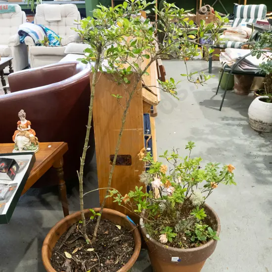 2x plants in terracotta planters - blue dots Overall H1080
