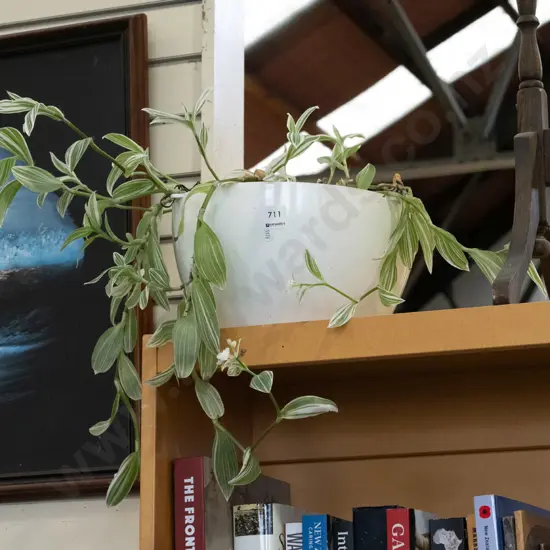indoor plant in plastic jardiniere