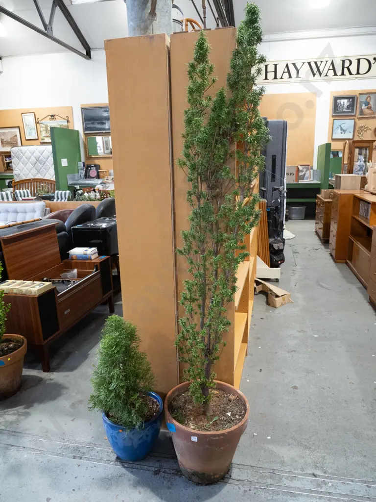 tall yew in terracotta planter, conifer in blue glazed planter Overall H1900 Image 1++