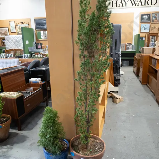tall yew in terracotta planter, conifer in blue glazed planter Overall H1900