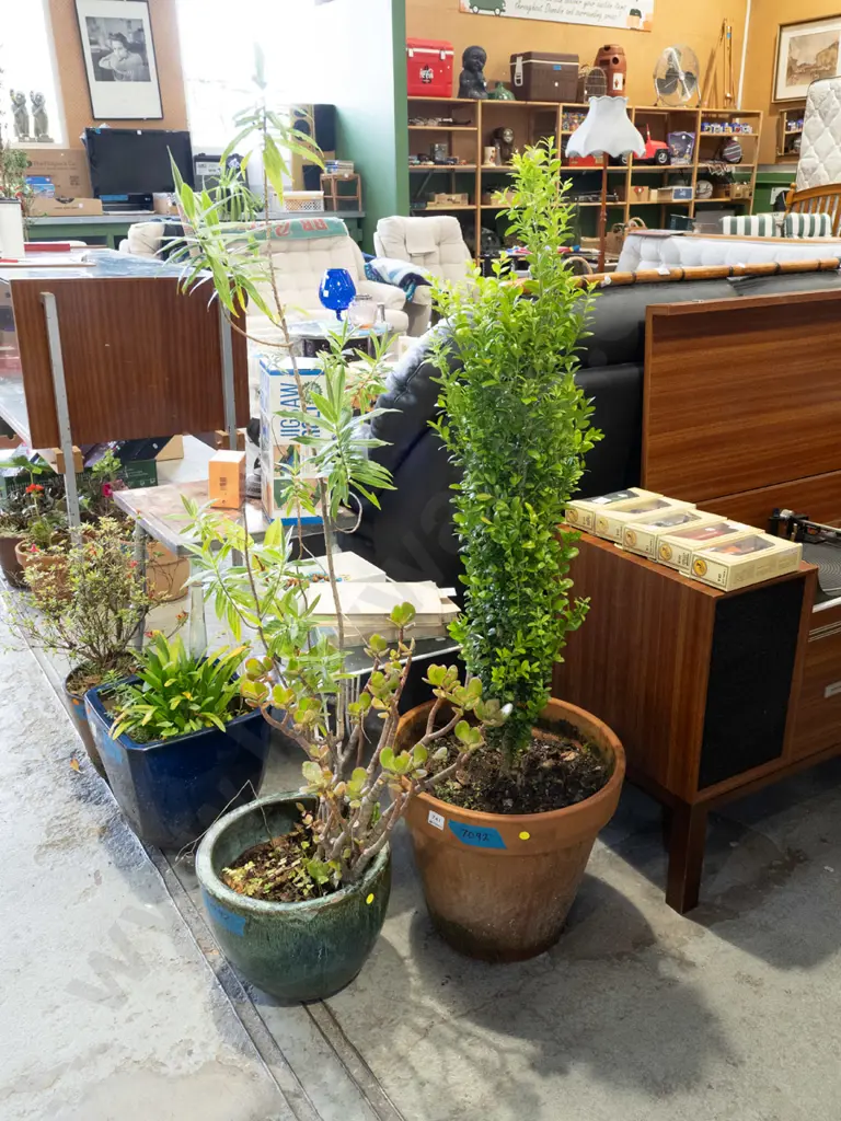 2x plants in planters  Image 1++