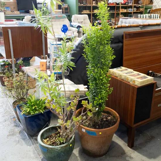 2x plants in planters 
