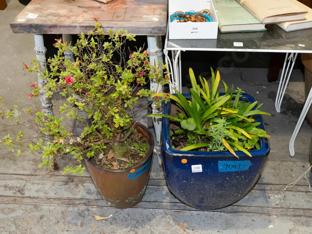 plants in 2x glazed planters  Image 1++