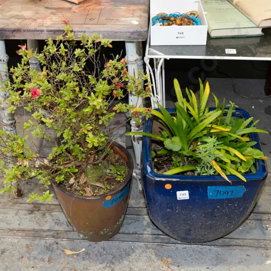 plants in 2x glazed planters 