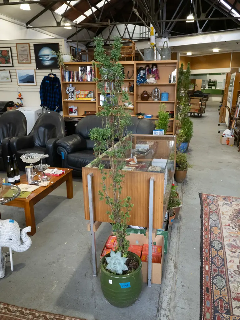 yew tree in green glazed planter H1760 Image 1++