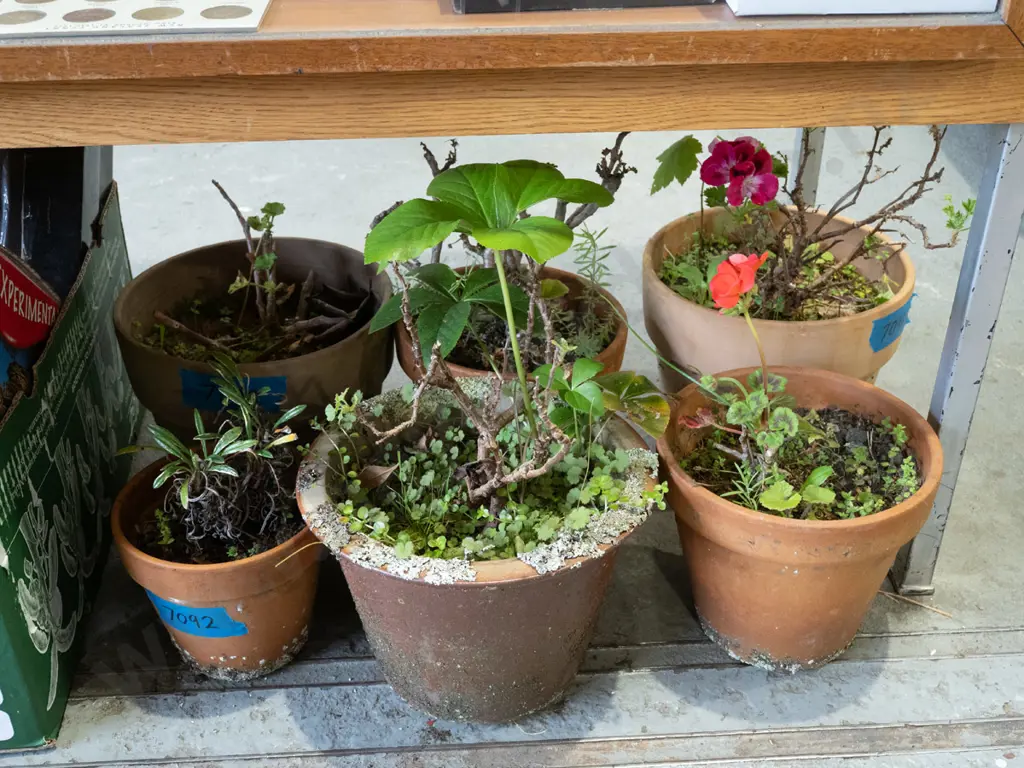 6x terracotta planters & plants Image 1++