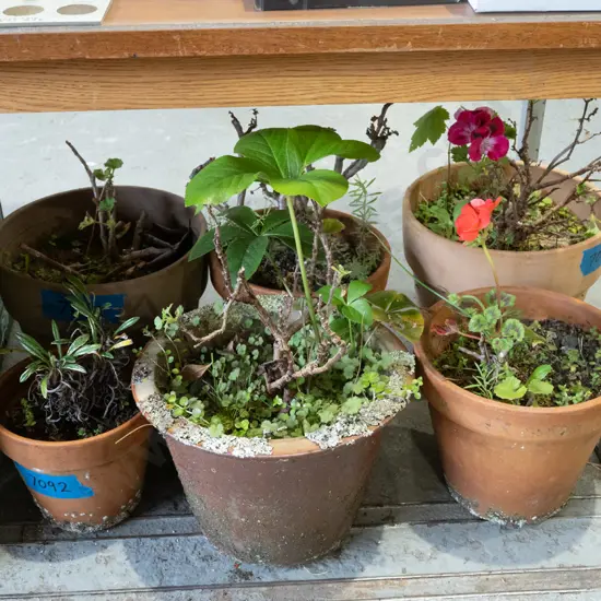 6x terracotta planters & plants