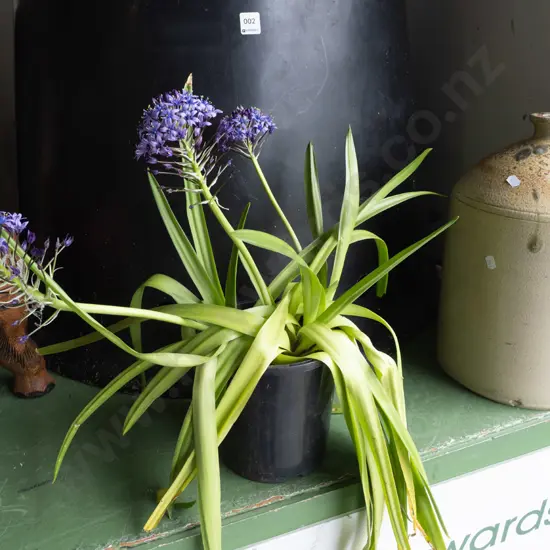potted cilia peruviania