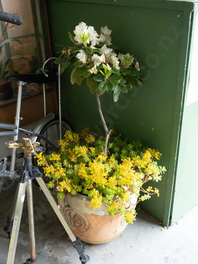 terracotta garden planter - succulents and rhododendron Overall H1000 Image 1++