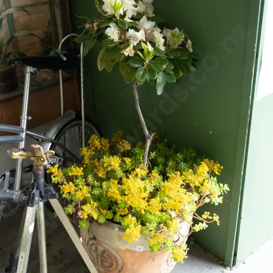 terracotta garden planter - succulents and rhododendron Overall H1000