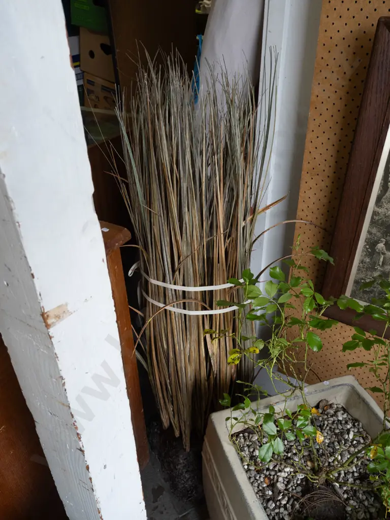 ornamental reeds H1200 Image 1++