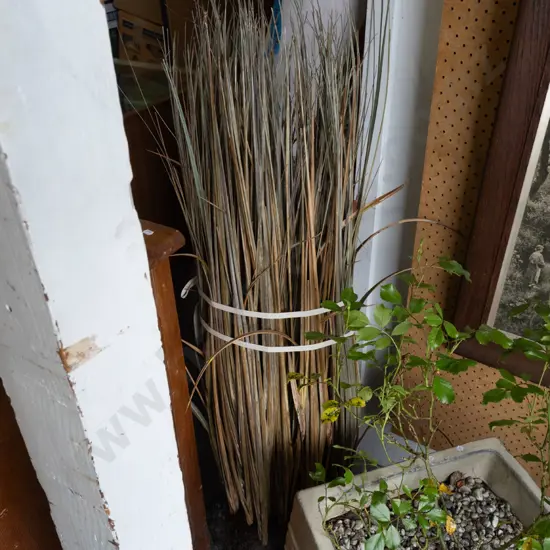 ornamental reeds H1200