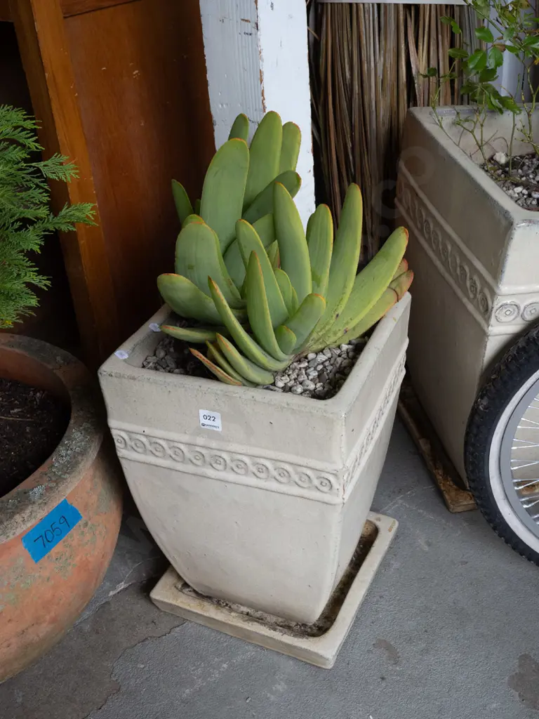 succulent in glazed terracotta planter H430 Image 1++