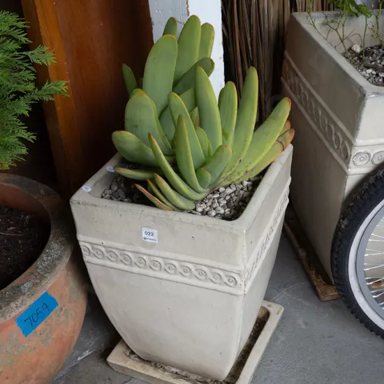 succulent in glazed terracotta planter H430