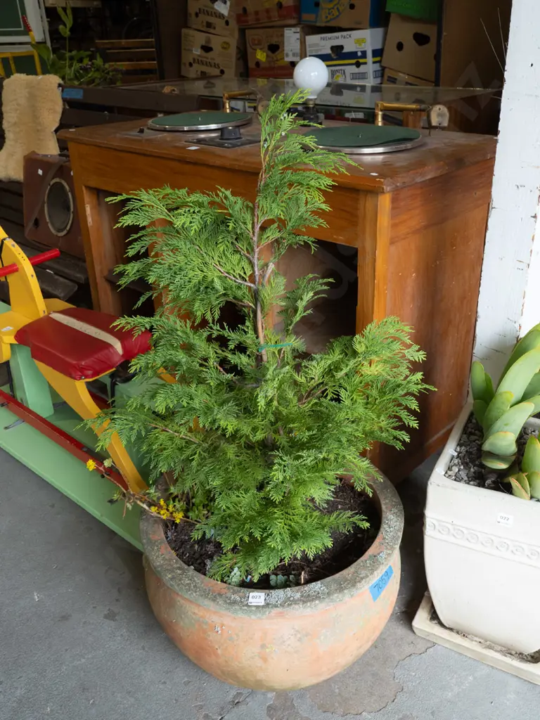 conifer in terracotta planter Diam530 Image 1++