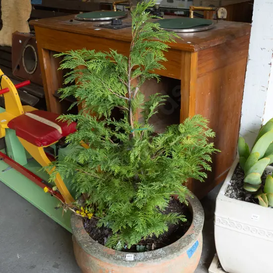 conifer in terracotta planter Diam530