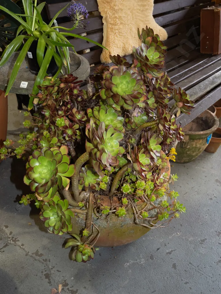 terracotta planter and succulents Overall H750 Image 1++