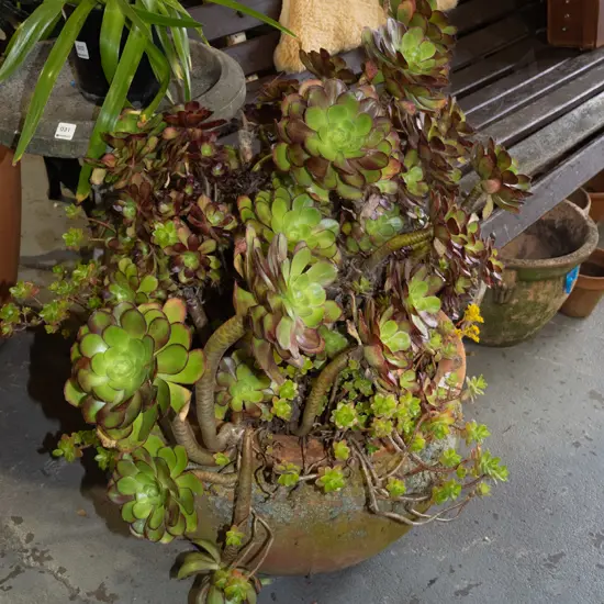 terracotta planter and succulents Overall H750