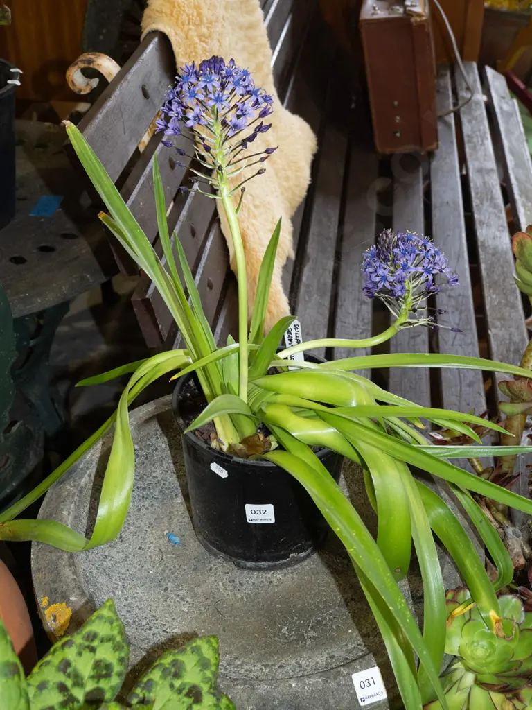 potted cilia peruviania Image 1++