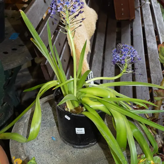 potted cilia peruviania