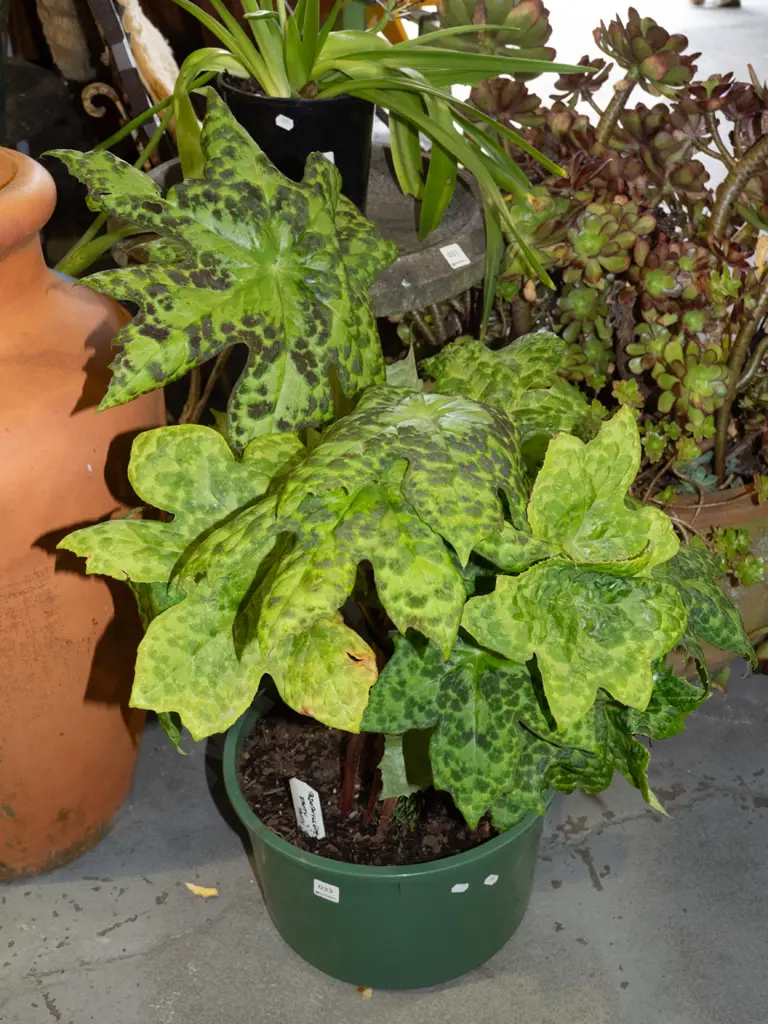 potted podophyllum - spotty dotty Image 1++