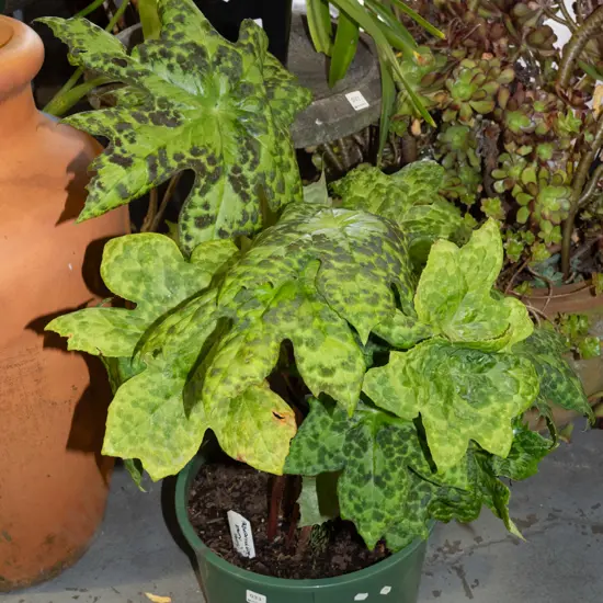 potted podophyllum - spotty dotty
