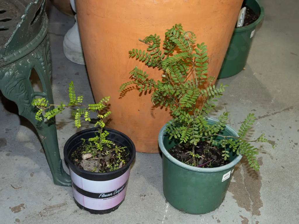 2x potted kowhai Image 1++