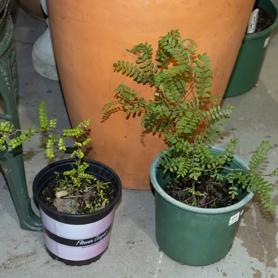 2x potted kowhai