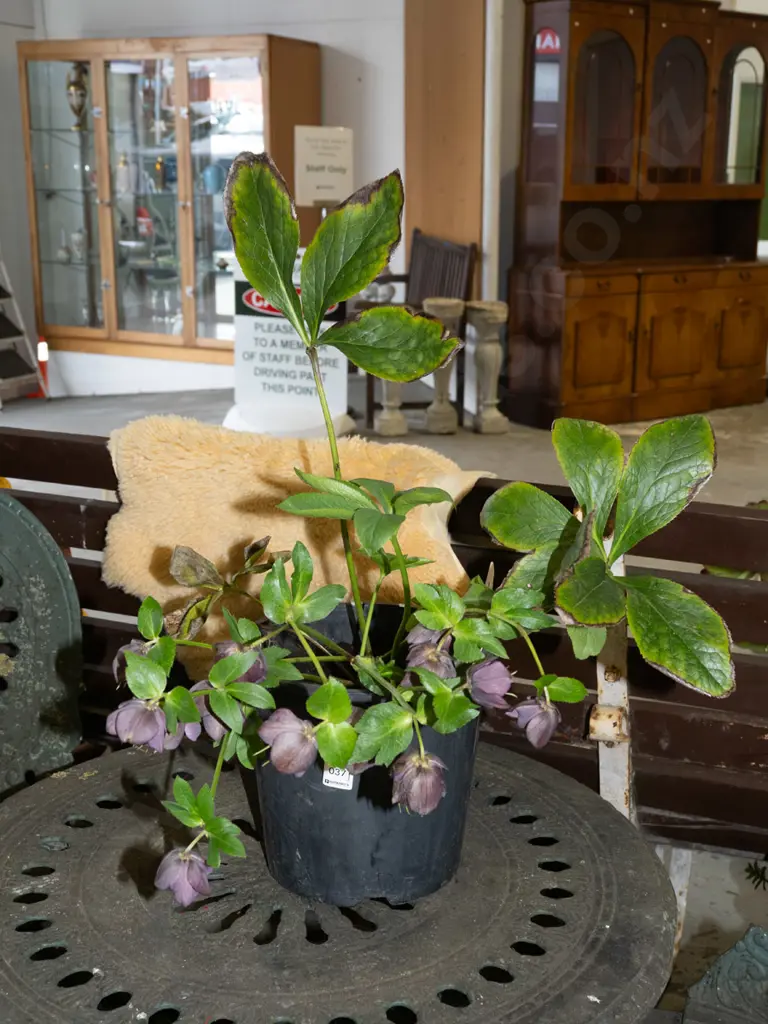 potted hellebore Image 1++