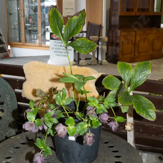 potted hellebore