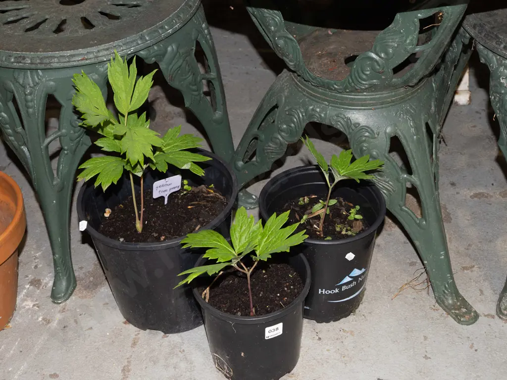 3x potted tree peonies Image 1++