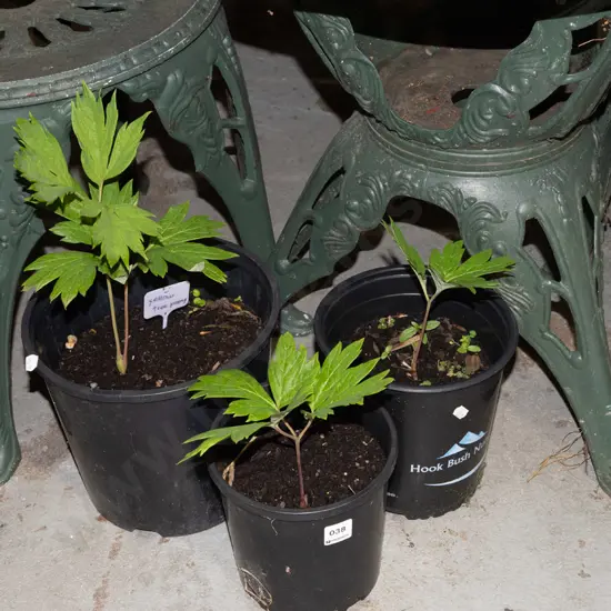 3x potted tree peonies