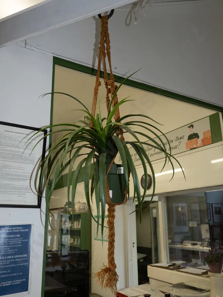plastic plant in macrame hanger Image 1++
