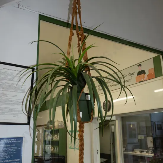 plastic plant in macrame hanger