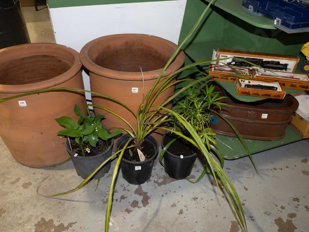 3x potted plants - cabbage tree, Solomons Tears and other Image 1++