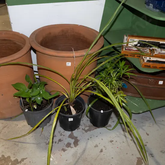 3x potted plants - cabbage tree, Solomons Tears and other