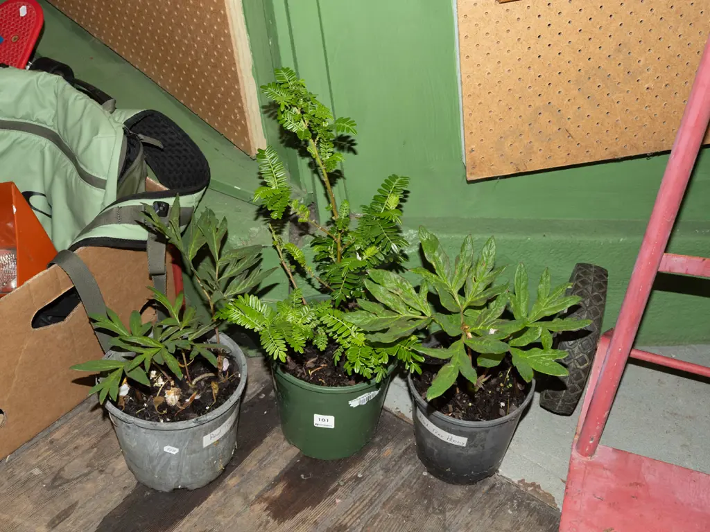 2x potted red tree peonies, kakas beak Image 1++