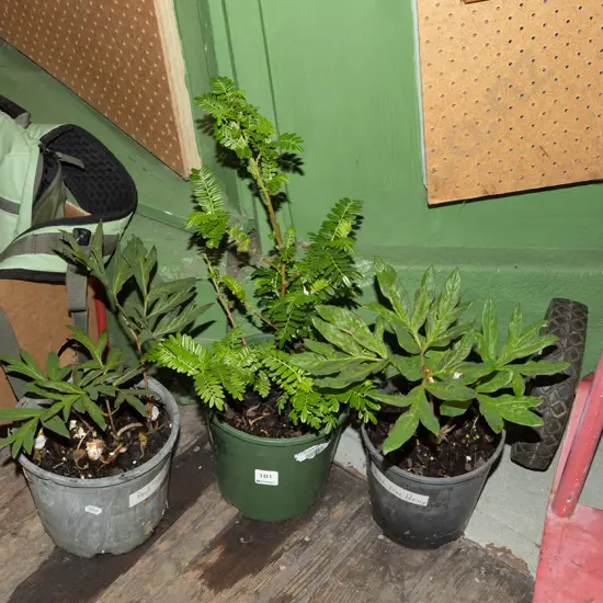 2x potted red tree peonies, kakas beak
