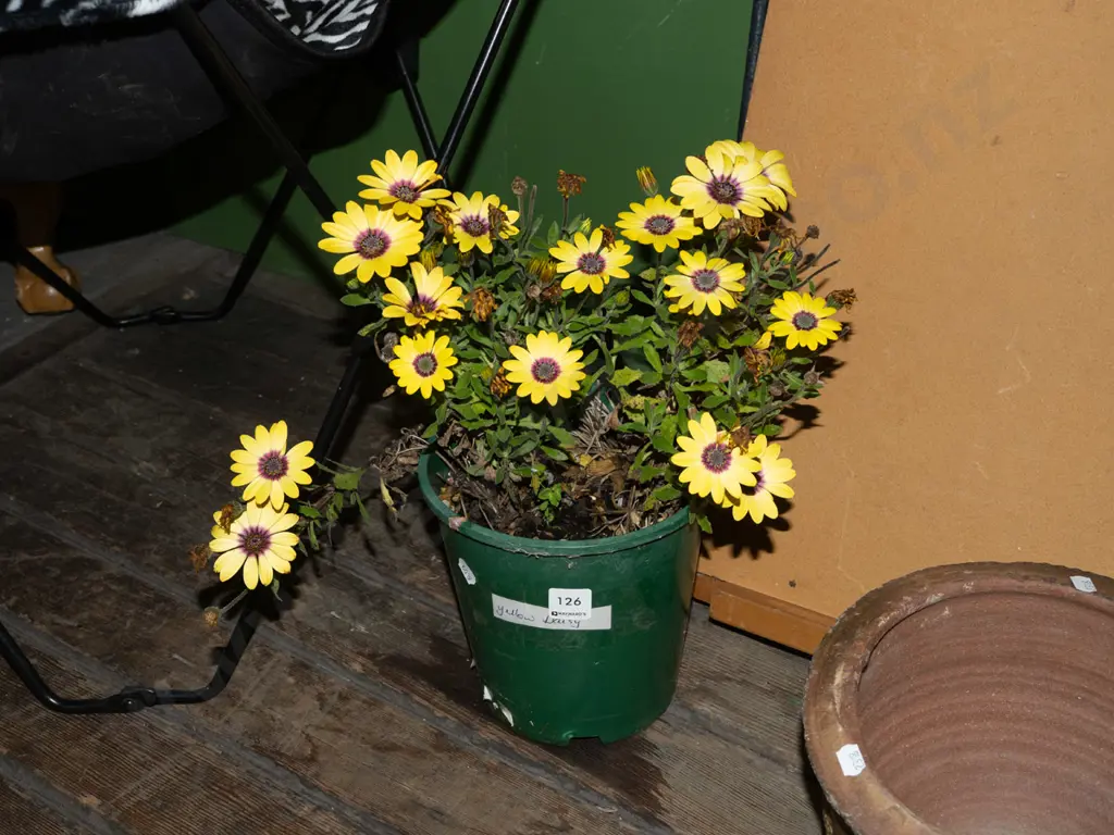 potted daisy Image 1++