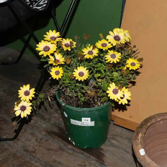 potted daisy