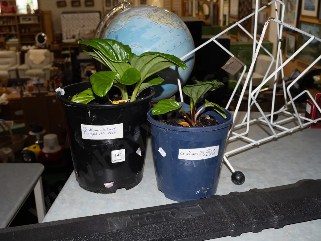 2x potted Chatham Island forget me nots Image 1++