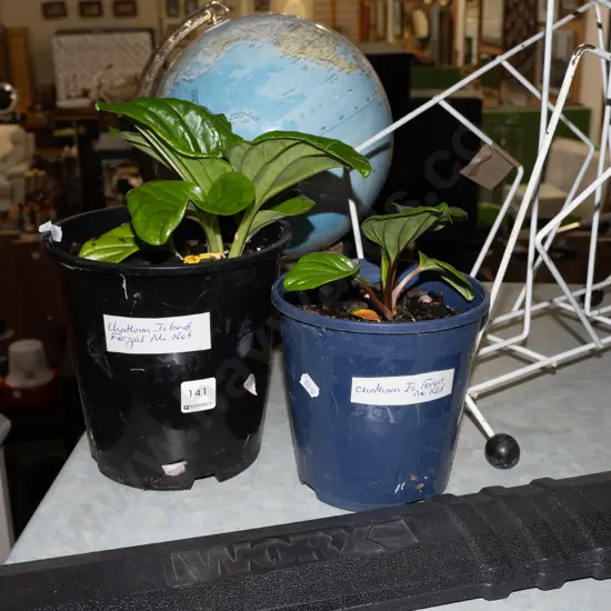 2x potted Chatham Island forget me nots