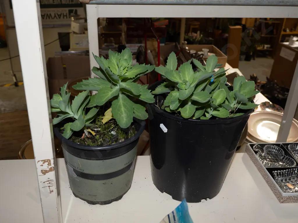 2x potted sedums Image 1++