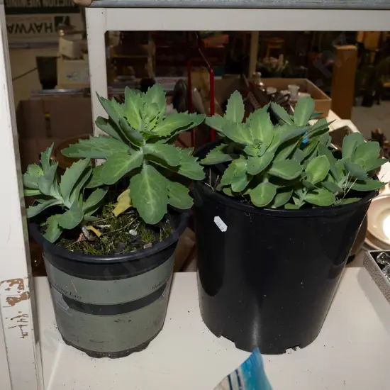 2x potted sedums