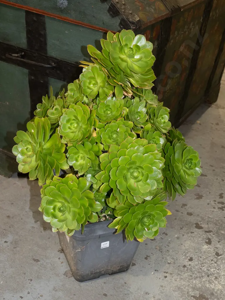 potted aenonium Overall H770 Image 1++