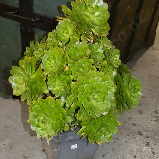 potted aenonium Overall H770