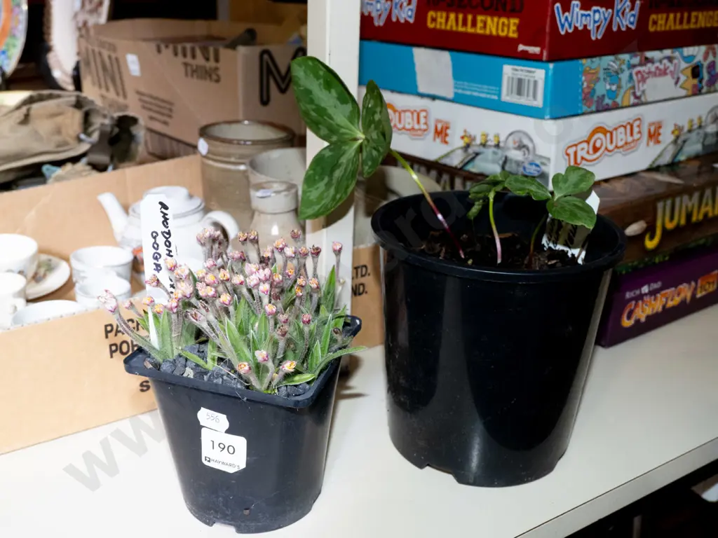 potted rhodohypoxia, yellow trillium Image 1++