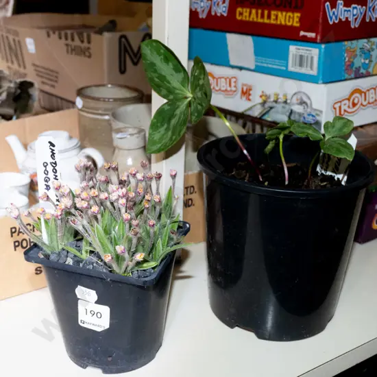 potted rhodohypoxia, yellow trillium
